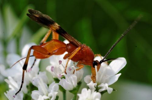 Cremnops desertor