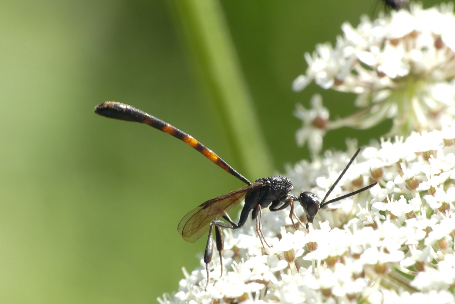 florent besson - Gasteruption sp. - réf. 209723 (1500 x 1002 pixels, 132 ko)