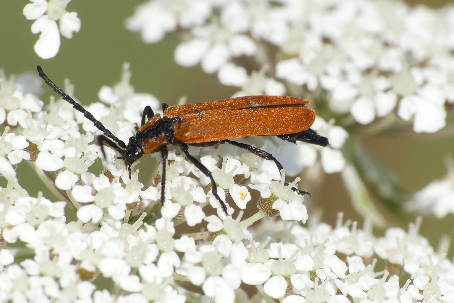 florent besson - Lygistopterus sanguineus - réf. 209719 (1500 x 1002 pixels, 203 ko)