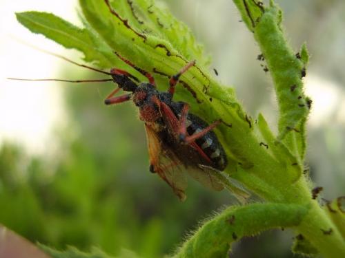 Réf. 21 150 : Rhynocoris sp.