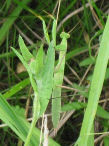 Réf. 21 962 : Mantis religiosa