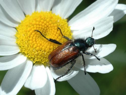 Phyllopertha horticola