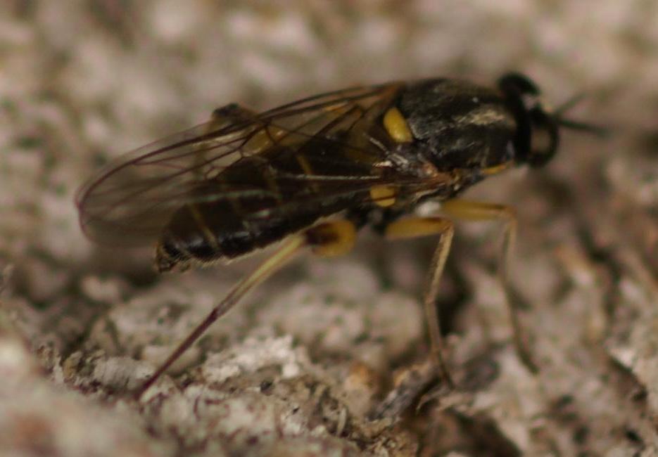 Edith Konik - Solva marginata - réf. 21068 (935 x 650 pixels, 102 ko)