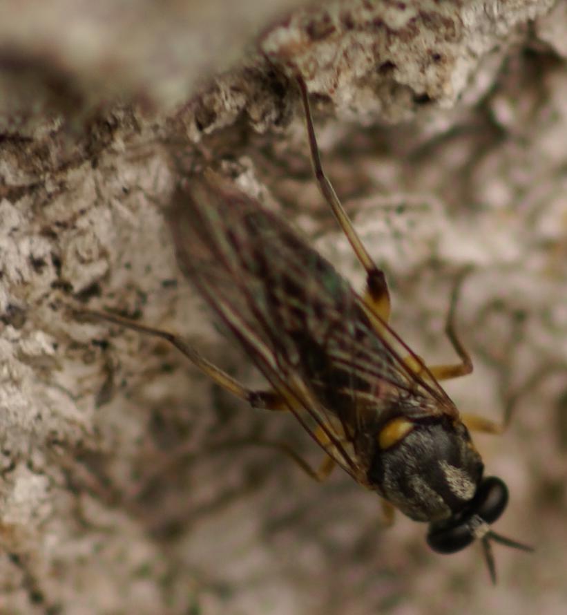 Edith Konik - Solva marginata - réf. 21069 (821 x 890 pixels, 113 ko)