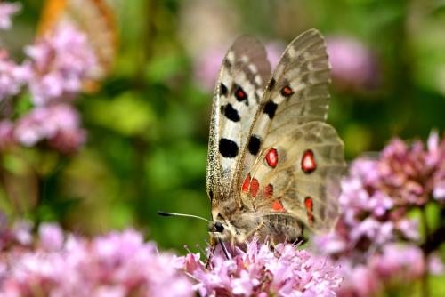Parnassius apollo
