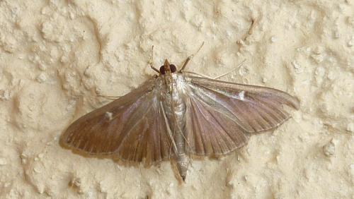 Réf. 210 212 : Cydalima perspectalis