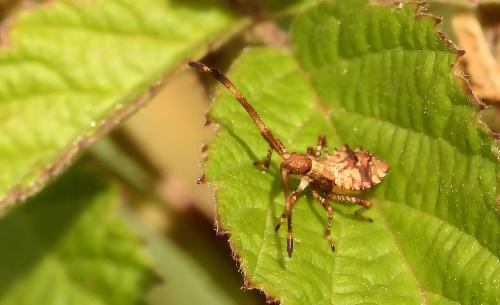 Coreus marginatus