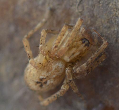 Anyphaena accentuata
