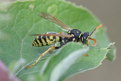 Réf. 211 559 : Polistes dominula
