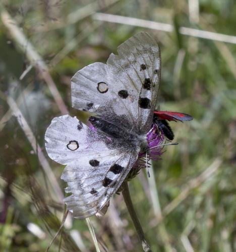 Parnassius apollo