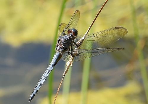 Orthetrum coerulescens