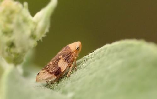 Réf. 212 942 : Philaenus spumarius