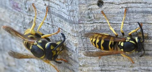 Réf. 213 810 : Vespula germanica