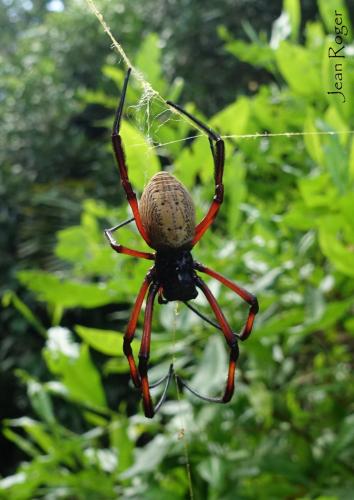 Trichonephila inaurata