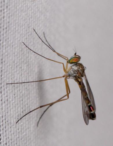 Réf. 214 261 : Sciapus sp.