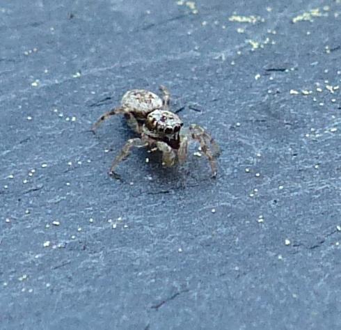 Réf. 215 624 : Salticus sp.