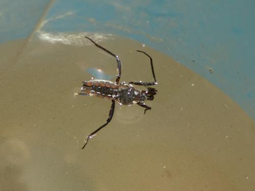 Réf. 217 335 : Velia caprai