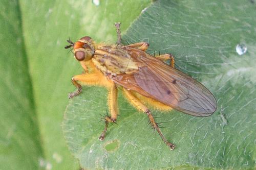 Réf. 217 628 : Scathophaga stercoraria