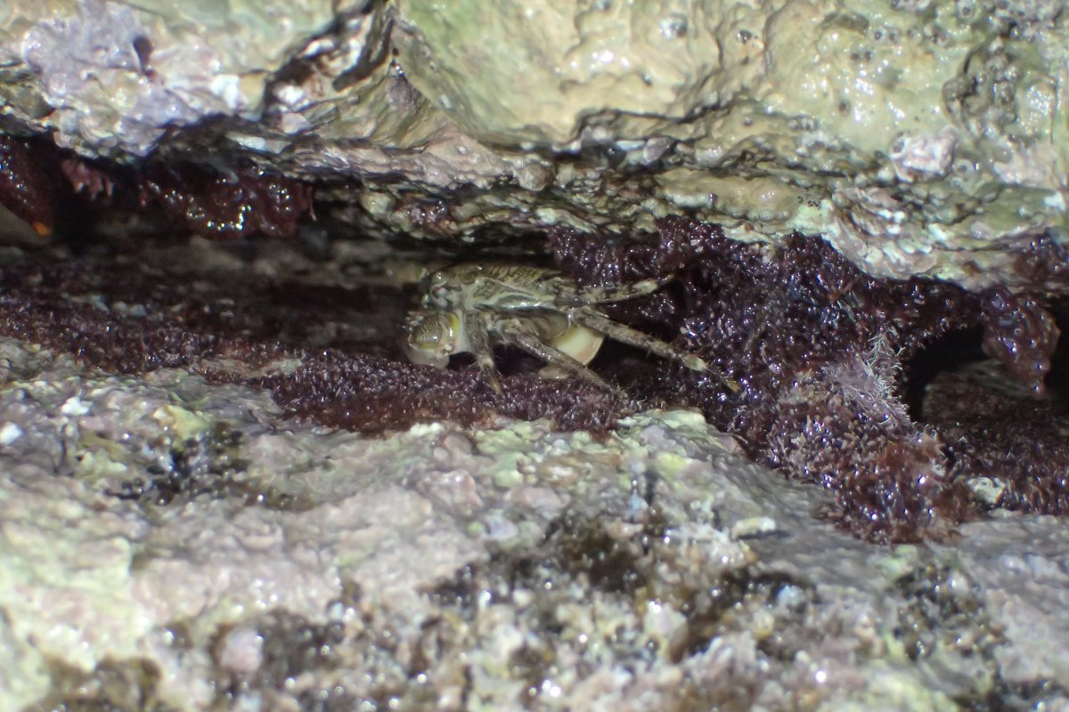 V. de Mazancourt - Sacculina carcini - réf. 217990 (1200 x 800 pixels, 201 ko)