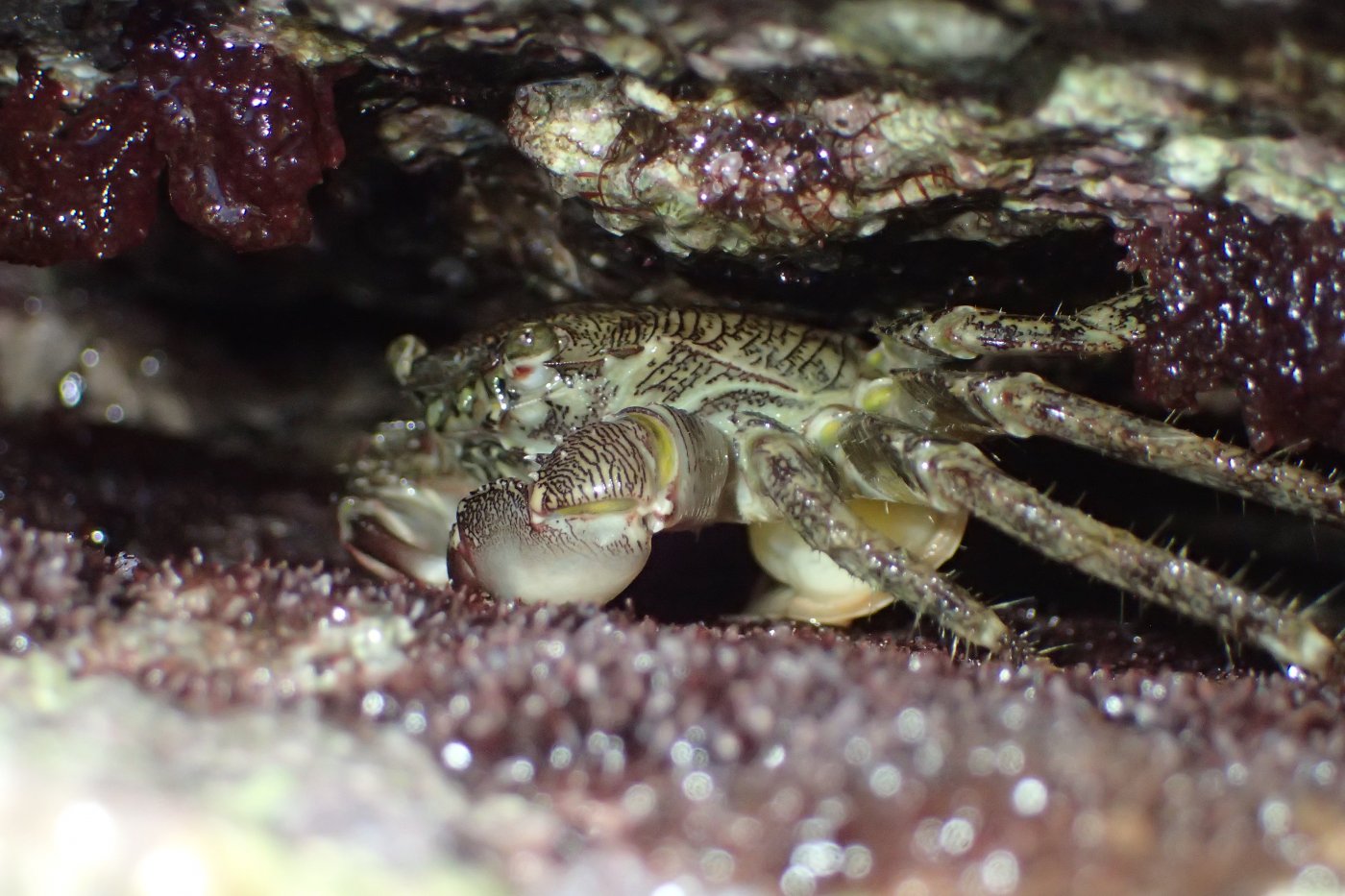 V. de Mazancourt - Sacculina carcini - réf. 217991 (1400 x 933 pixels, 208 ko)