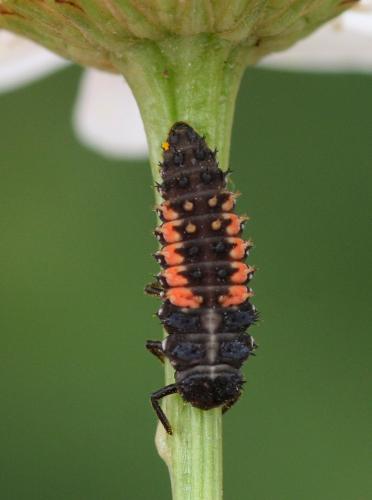 Harmonia axyridis