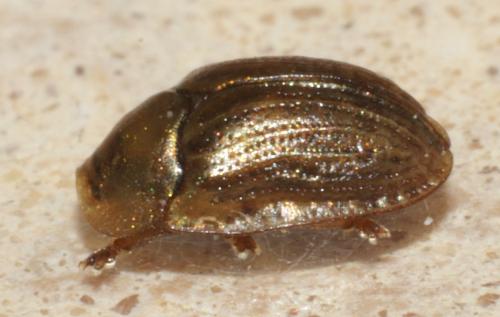 Réf. 219 480 : Hypocassida meridionalis