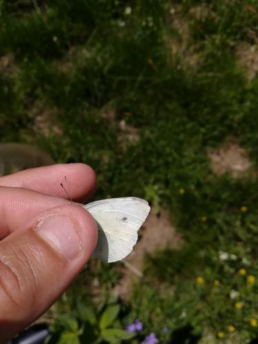 Réf. 219 069 : Pieris rapae