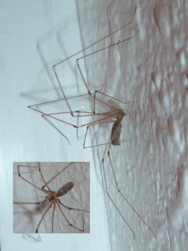 Réf. 219 799 : Pholcus phalangioides