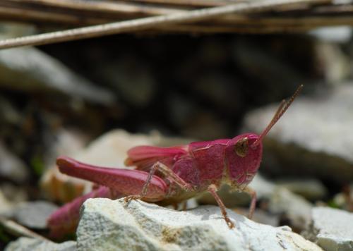 Réf. 22 399 : Chorthippus sp.