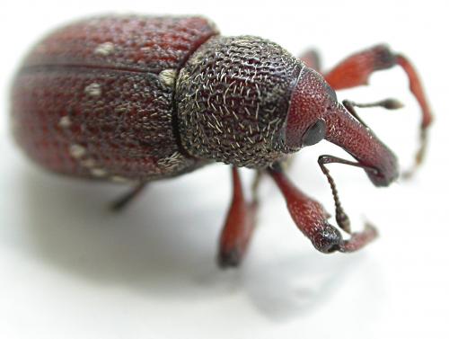 Hylobius transversovittatus