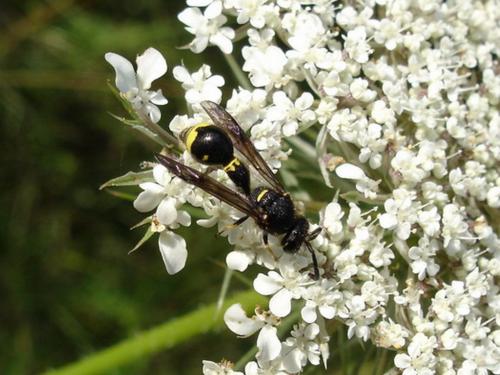 Réf. 22 328 : Eumenes sp.
