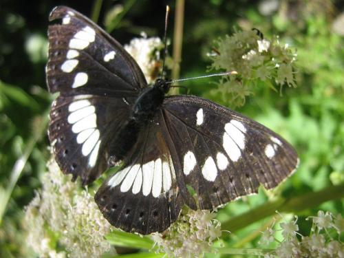 Réf. 22 717 : Limenitis reducta
