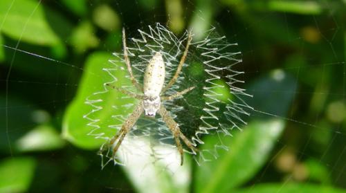 Argiope bruennichi