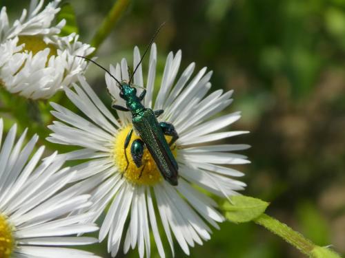 Réf. 220 449 : Oedemera nobilis