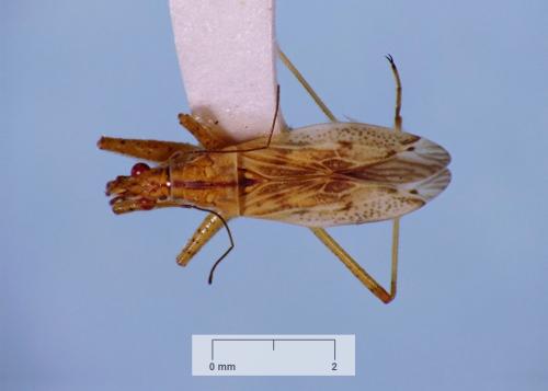 Nabis rufusculus