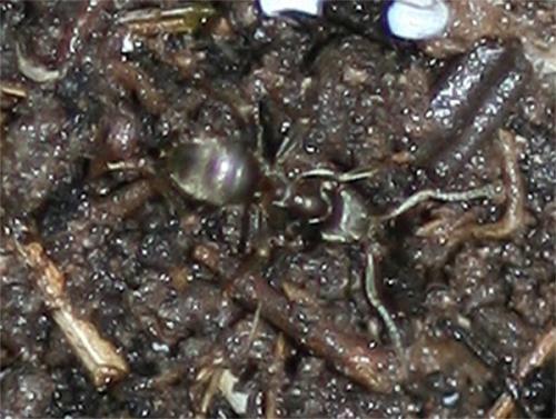 Réf. 221 813 : Lasius sp.