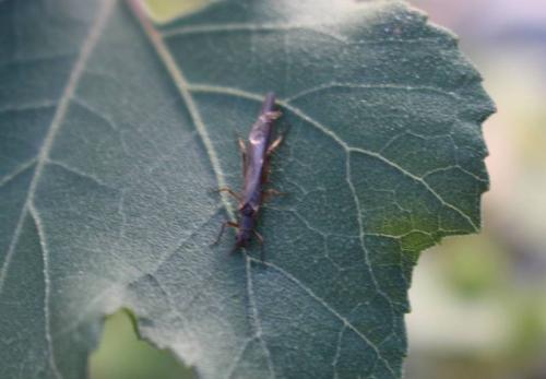 Réf. 221 573 : Leuctra sp.