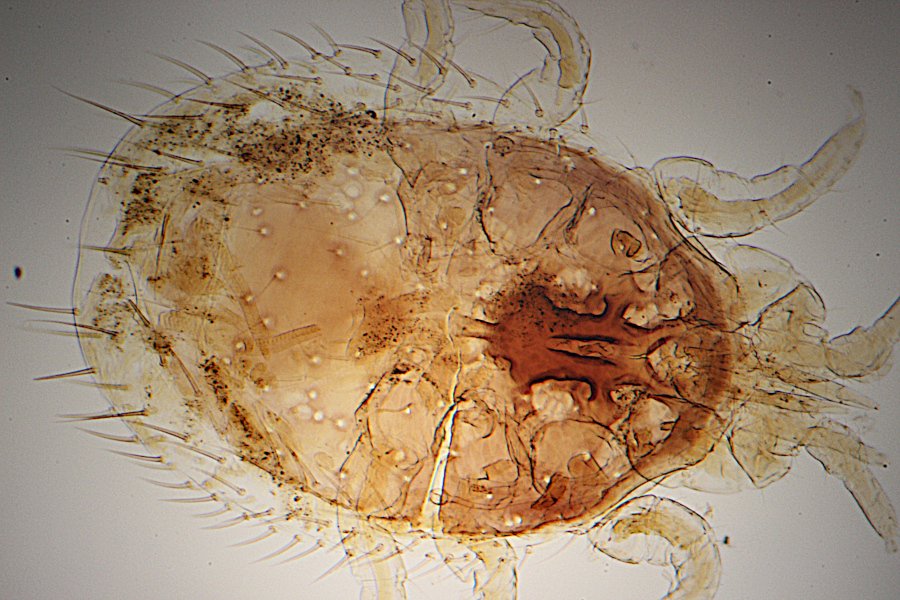 Olivier9099 - Inconnu inconnu - réf. 221493 (900 x 600 pixels, 131 ko)