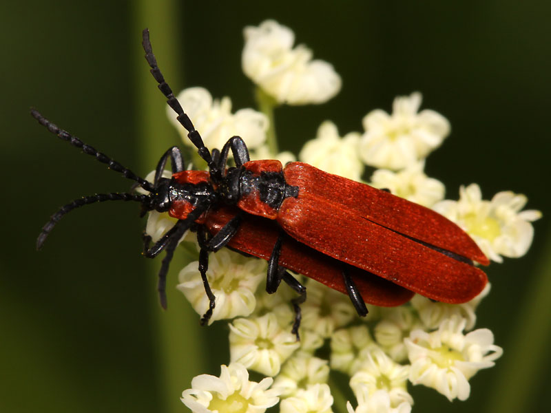 Vincent Derreumaux - Lygistopterus sanguineus - réf. 222192 (800 x 600 pixels, 88 ko)