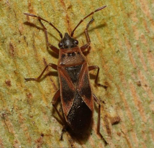 Réf. 223 289 : Arocatus sp.