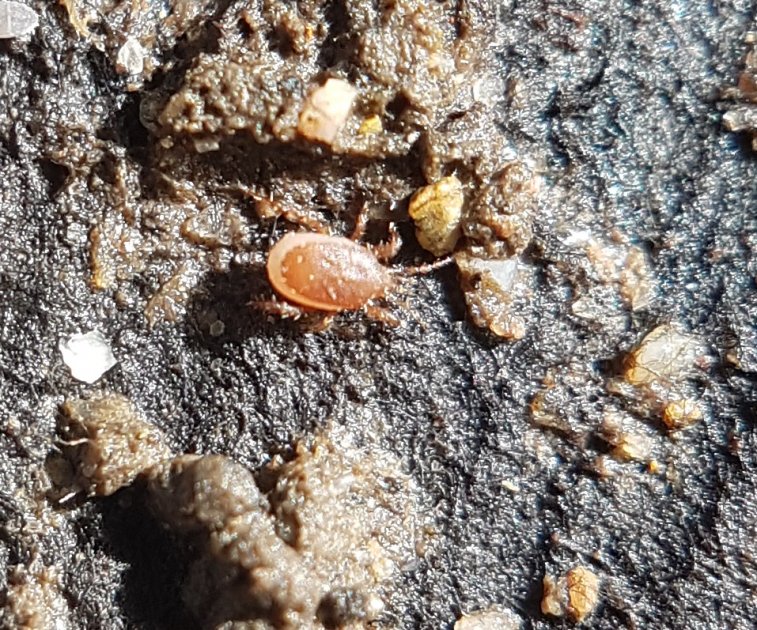 Daniel Philippe - Inconnu inconnu - réf. 224926 (757 x 630 pixels, 193 ko)