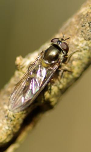 Réf. 226 296 : Meliscaeva auricollis