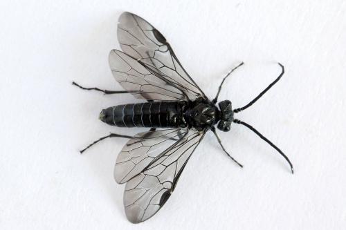 Réf. 226 163 : Dolerus haematodes