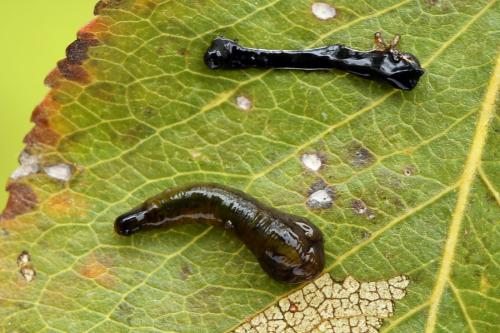 Réf. 226 637 : Caliroa cerasi