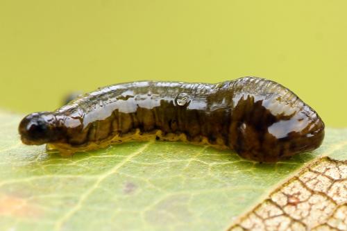 Réf. 226 639 : Caliroa cerasi