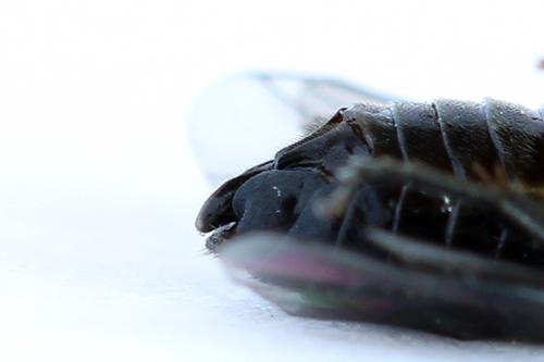 Réf. 226 660 : Caliroa cerasi