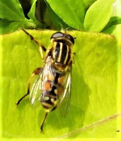 Réf. 227 919 : Helophilus pendulus