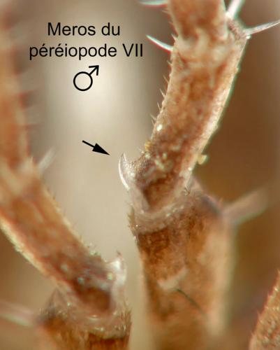 Réf. 227 262 : Philoscia muscorum