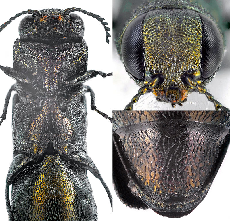 Fred Chevaillot - Agrilus (Quercuagrilus) angustulus - réf. 227081 (800 x 768 pixels, 220 ko)