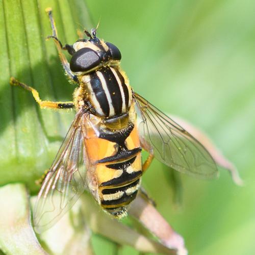 Réf. 228 915 : Helophilus pendulus